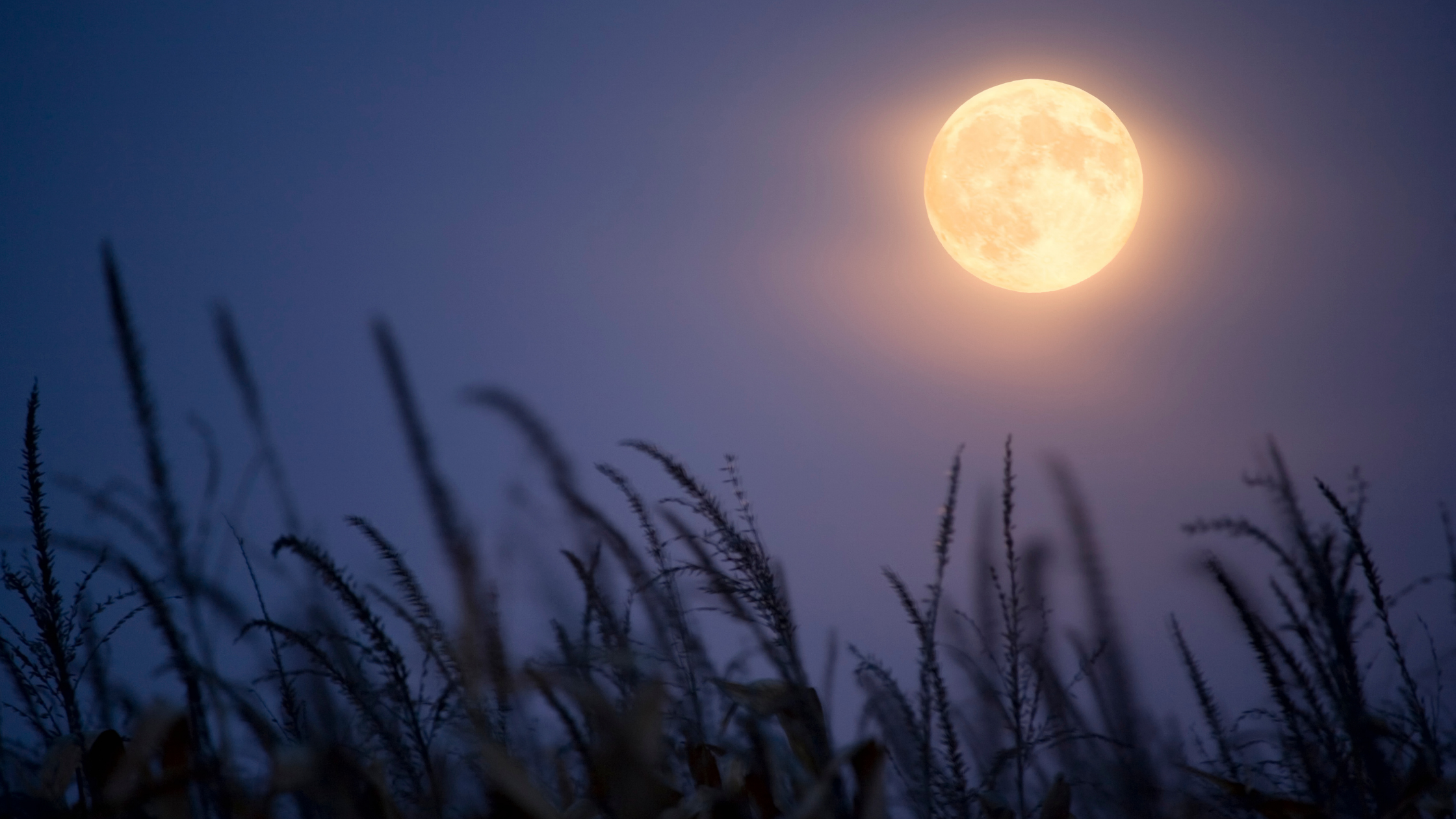 Harvest Moon