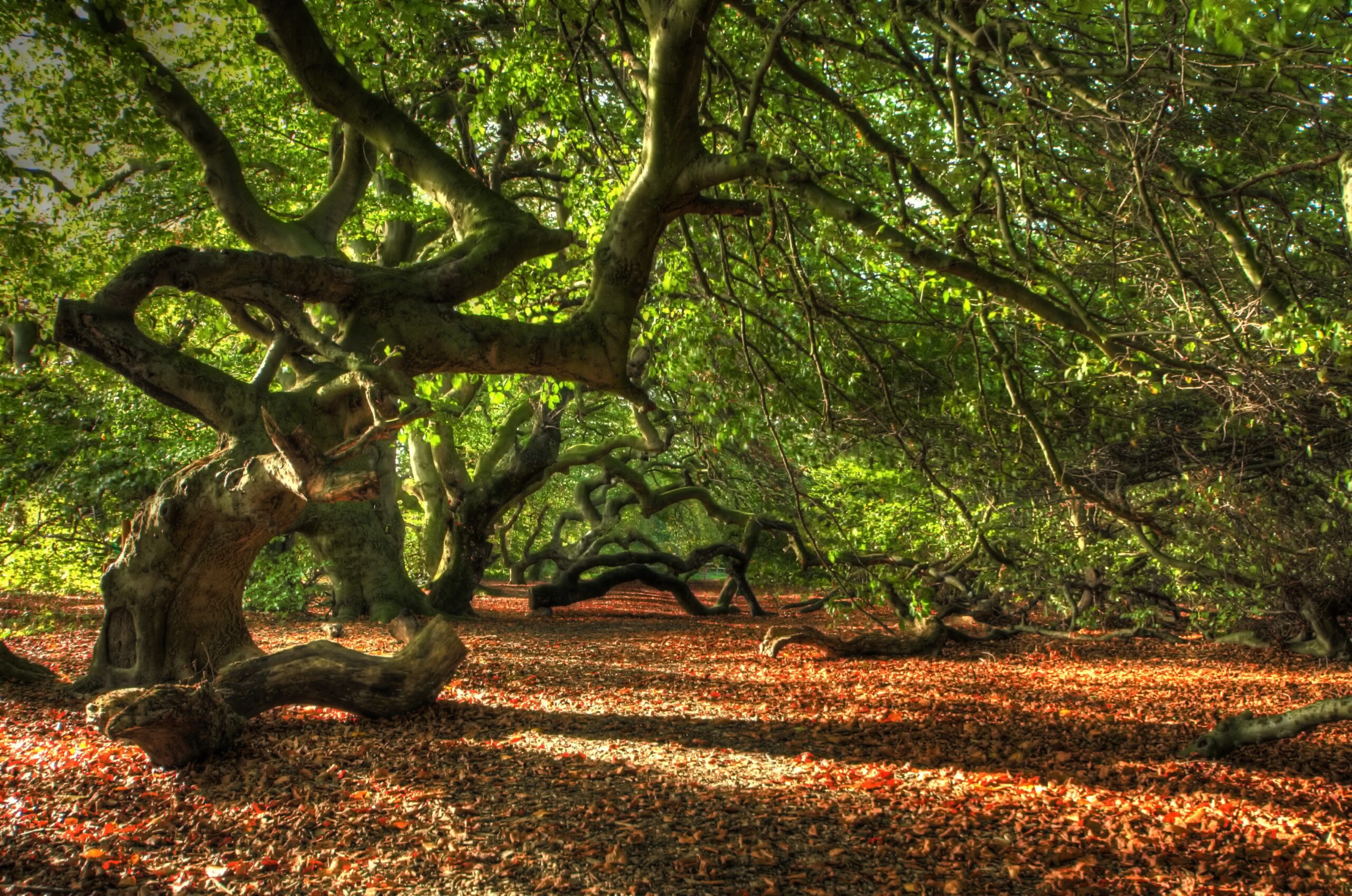 The Crooked Tree and the Gift of Support