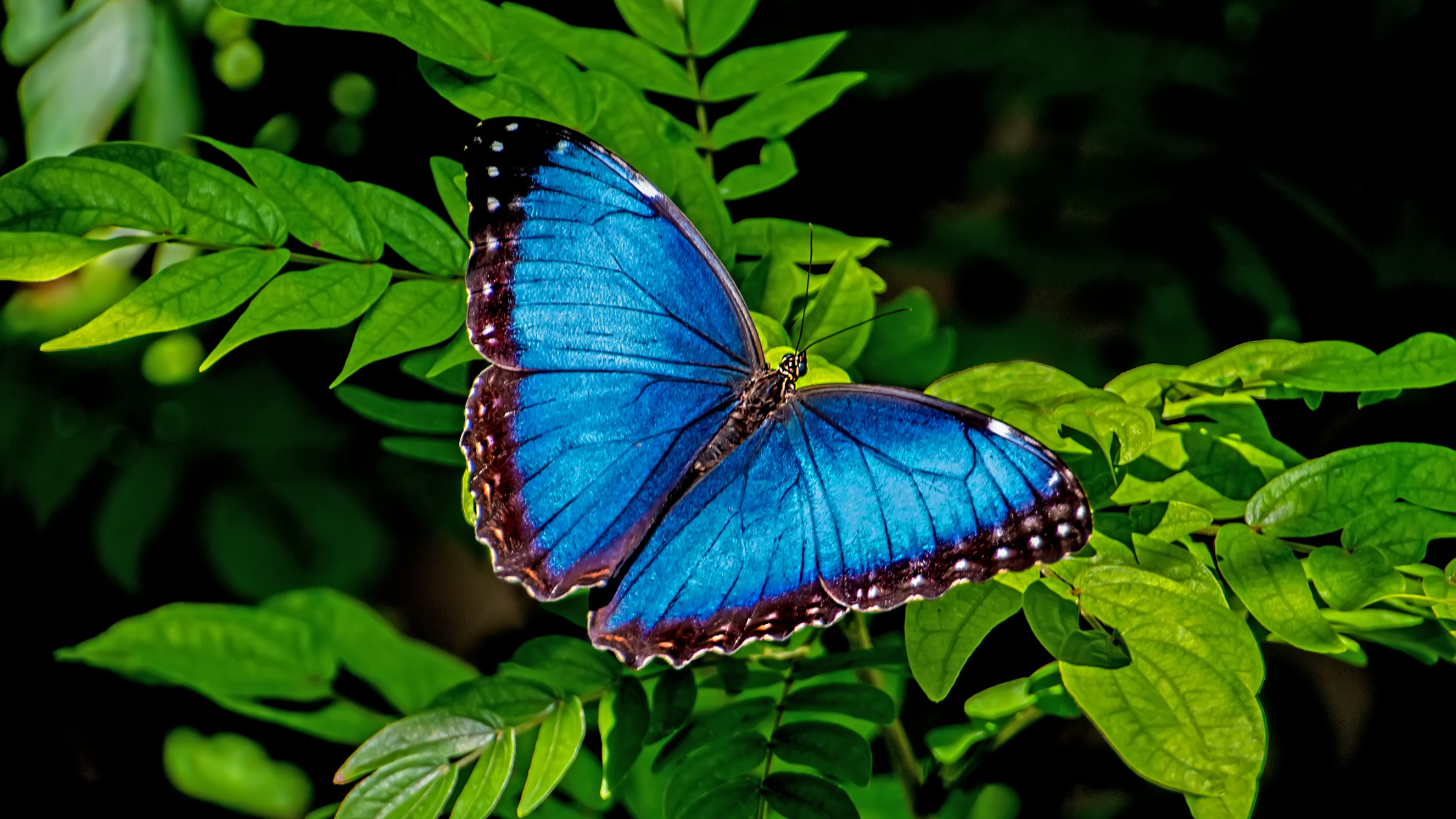 Learning to Trust the Voice God Gave You