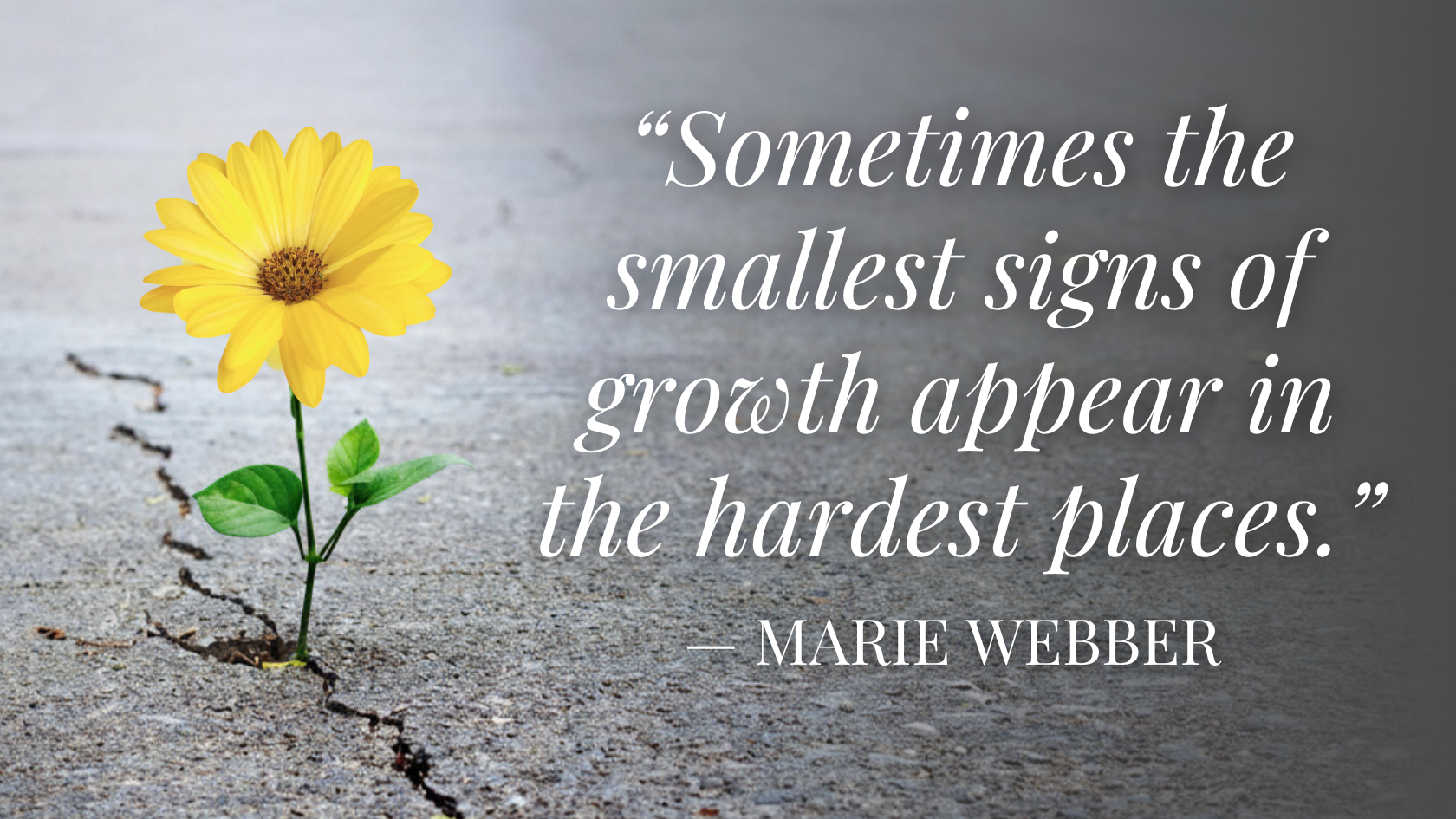 Growing Through The Cracks